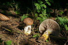 Gomphidius glutinosus