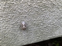 Rhaphigaster nebulosa