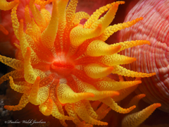 Tubastraea coccinea