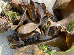 Saccorhiza polyschides