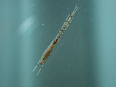 Styringomyia