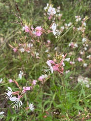 Oenothera filiformis