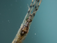 Styringomyia