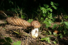 Gomphidius glutinosus
