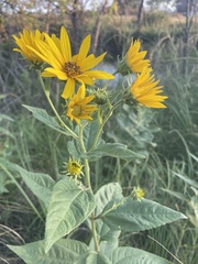 Helianthus pauciflorus