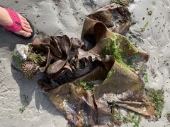 Saccorhiza polyschides