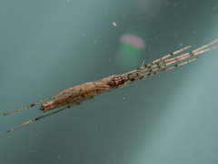 Styringomyia
