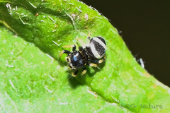 Ptocasius strupifer