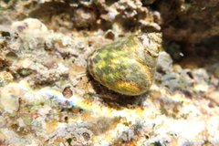 Phorcus turbinatus