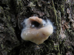 Dendroctonus adjunctus