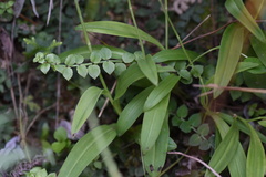 Peristylus tentaculatus