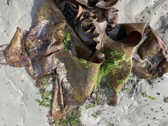 Saccorhiza polyschides