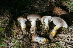 Gomphidius glutinosus