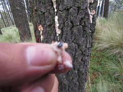 Dendroctonus adjunctus