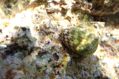 Phorcus turbinatus