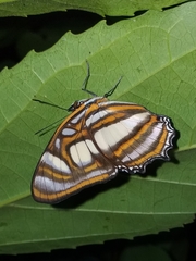 Metamorpha elissa
