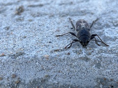 Xylotrechus sagittatus