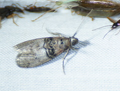 Tlascala reductella