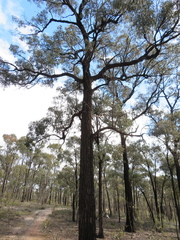 Eucalyptus tricarpa