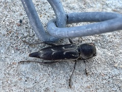 Xylotrechus sagittatus