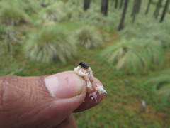 Dendroctonus adjunctus