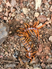 Scolopendra
