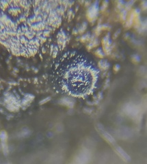 Delitschia chodocola