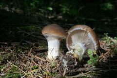 Gomphidius glutinosus