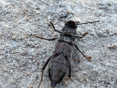 Xylotrechus sagittatus