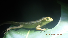Calotes versicolor