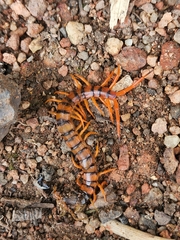 Scolopendra