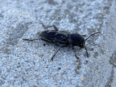 Xylotrechus sagittatus