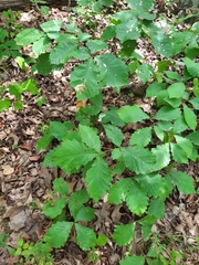 Quercus montana