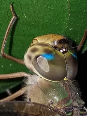 Gynacantha