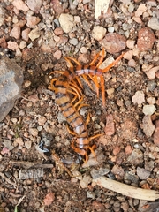 Scolopendra
