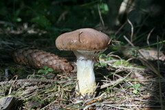 Gomphidius glutinosus