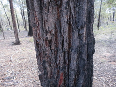 Eucalyptus tricarpa