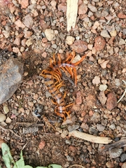 Scolopendra