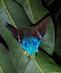 Astraptes fulgerator