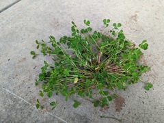 Trifolium tomentosum