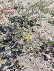 Hermannia althaeoides