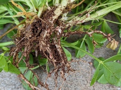 Trifolium tomentosum