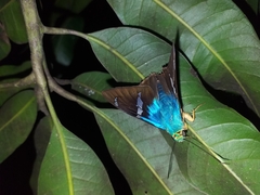 Astraptes fulgerator