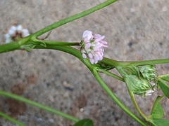 Trifolium tomentosum