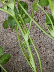 Trifolium tomentosum