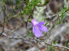 Eremophila ionantha