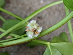 Trifolium tomentosum