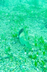 Notolabrus tetricus