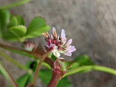 Trifolium tomentosum