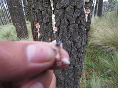 Dendroctonus adjunctus